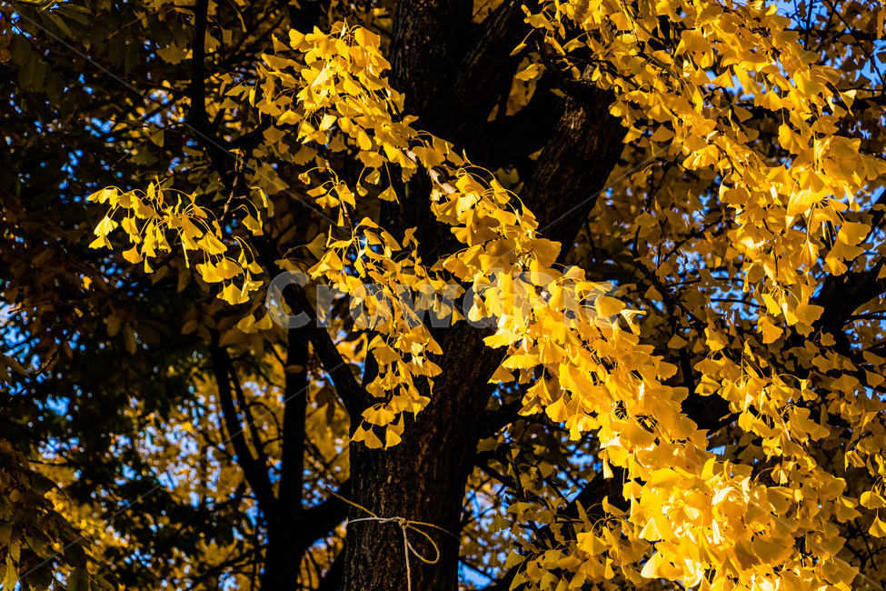단풍,단풍나무,가을단풍,단풍잎,maple,foliage,가을,계절,fall,autumn,season,leaf,잎,plant,식물,tree,나무