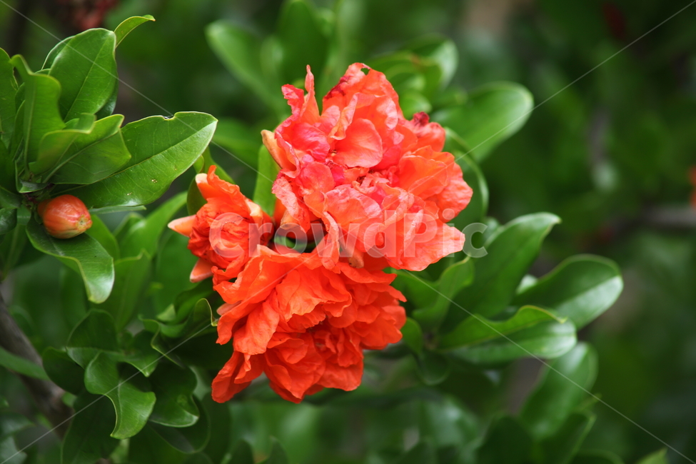 석류꽃,꽃,여름,석류나무,pomegranate,식물,자연,plants,nature