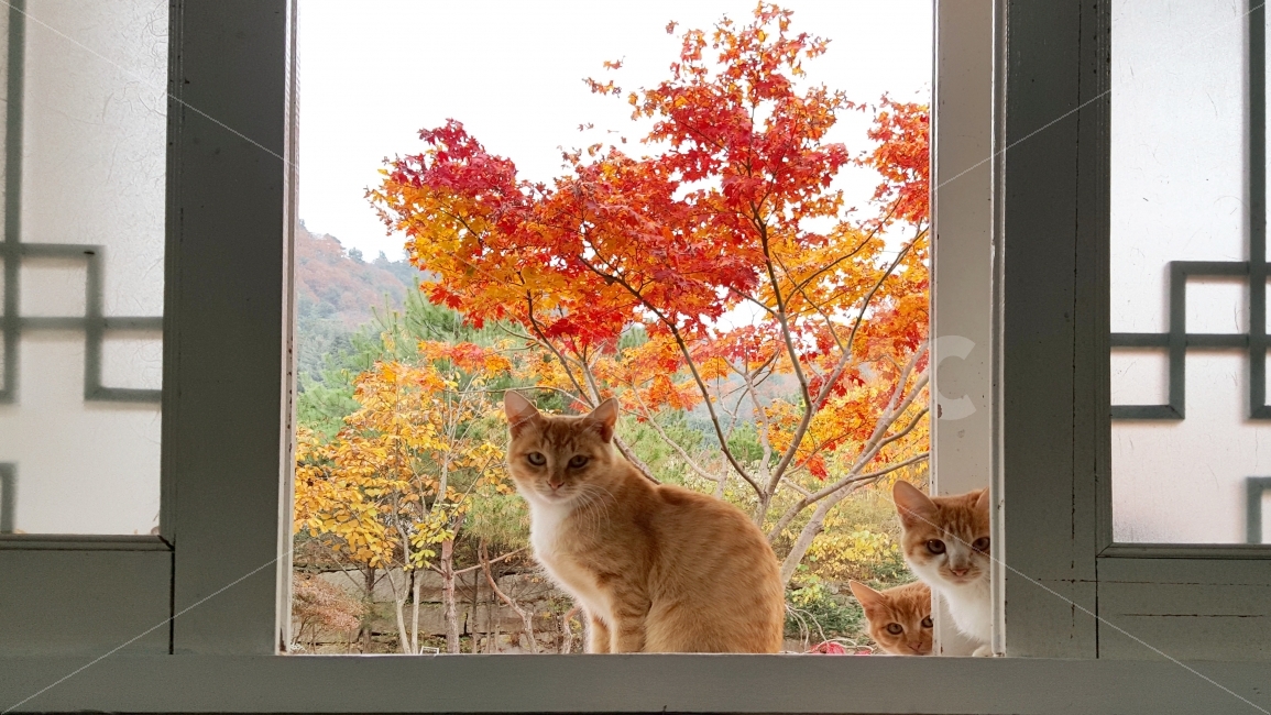 동물,고양이,자연,가을,단풍,힐링,길냥이,낙엽,산,초겨울,늦가을,반려동물,반려묘,전원,전원생활,전원주택,nature,animal,cat,가을,계절,fall,autumn,season,동물,animal,포유류,mammal,고양이,cat,kitten,kitty,가족,패밀리,family,plant,식물,leaf,잎,tree,나무