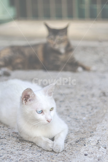 동물,고양이,길고양이,길냥이,흰고양이,포유류,오드아이,animal,cat,straycat,whitecat,mammal,oddeye