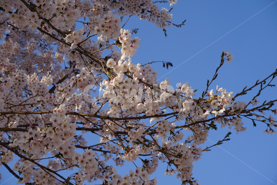 봄,꽃,spring,벚꽃,cherryblossom