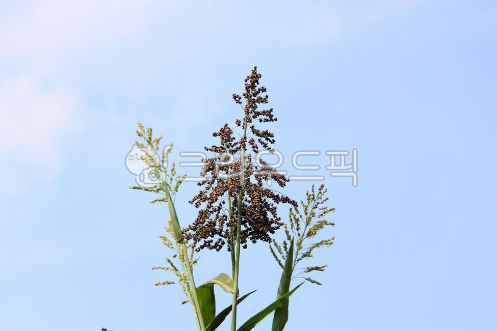 식물, plant, 농작물, 곡식, 수수, 사진,이미지,일러스트,캘리그라피 - benjamin작가