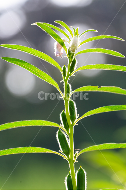 허브,빛나는,향기,향수,은은한,식물,자연,plants,nature