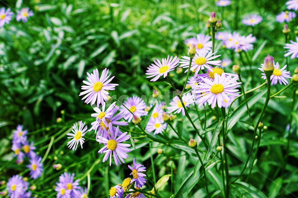 과꽃,aster,꽃,flower,식물,plant,blossom,식물,자연,plants,nature,꽃,flower