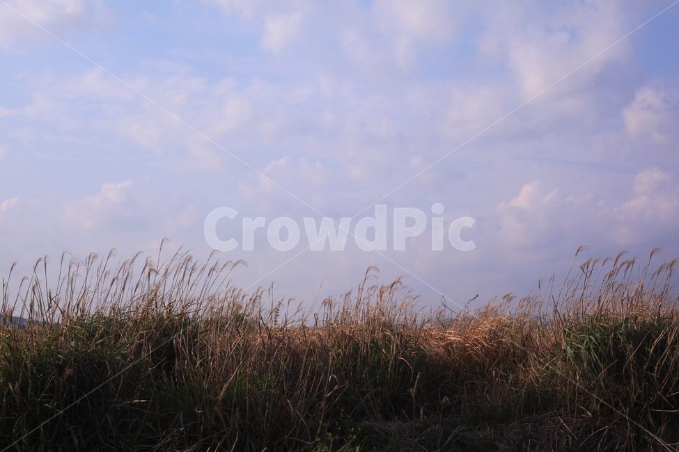 갈대,하늘,식물,구름,하늘색,초록색,자연,풍경,nature,landscape,grass,잔디,plant,lawn