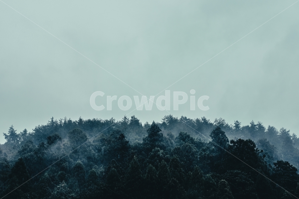 일본,오사카,교토,풍경,감성,스트릿,자연,풍경,nature,landscape,감성,sensible,feeling,tree,나무,plant,식물
