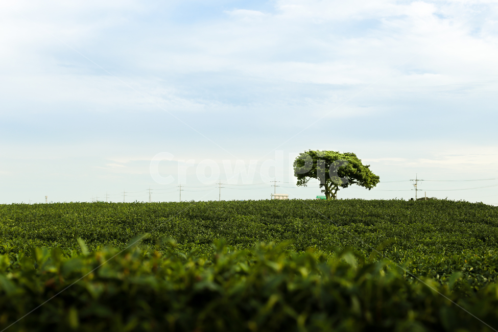 녹차,나무,녹차밭,들판,풍경,녹색,하늘,구름,자연,풍경,nature,landscape,outdoors,옥외,rural,농촌,farm,농장