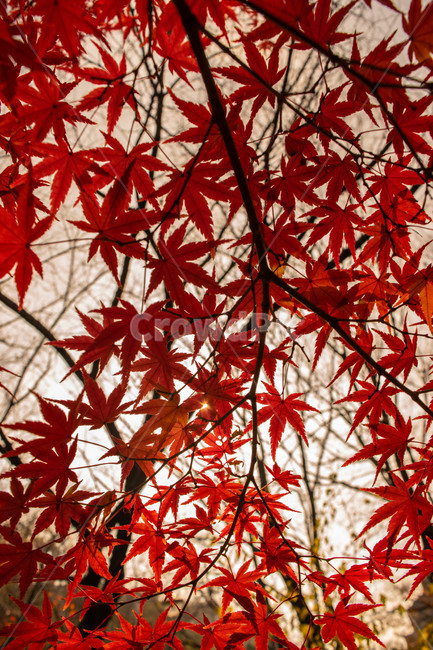 가을,낙엽,배경,풍경,감성,빈티지,가을,계절,fall,autumn,season,leaf,잎,plant,식물,tree,나무,maple,단풍