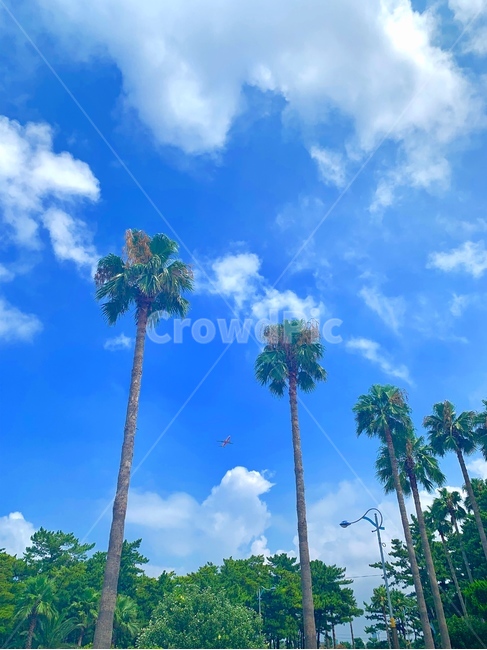 제주도,이호테우해변,야자수,비행기,하늘,자연,summer