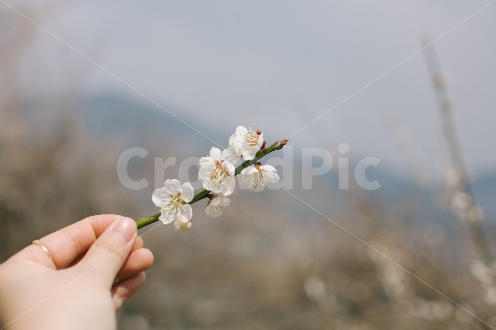 꽃,매화,여행,광양,손,광양여행,매화나무,매화꽃,사람,flower,travel,봄,계절,spring,season,식물,자연,plants,nature,꽃,flower,사람,인물,인간,human,person,plant