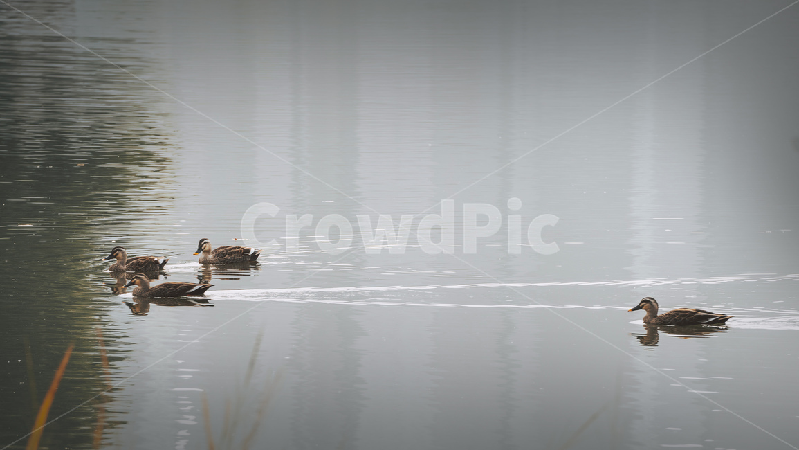 outdoors,옥외,water,물,animal,동물,bird,새,오리,동물,animal,조류,새,birds