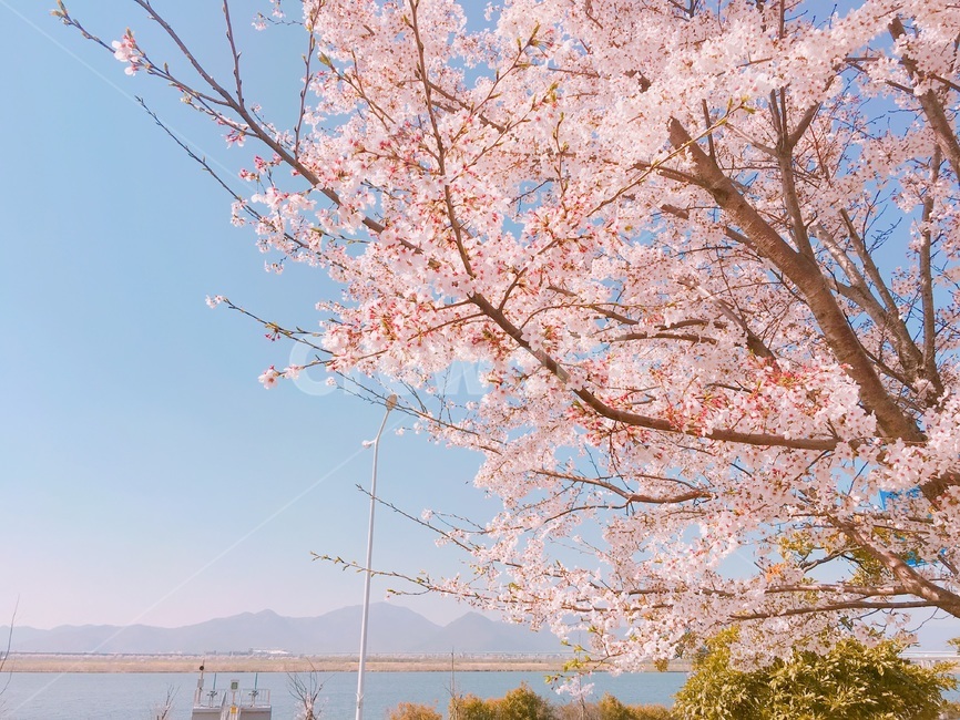 벚꽃,파란하늘,하늘벚꽃,분홍꽃,벚꽃놀이