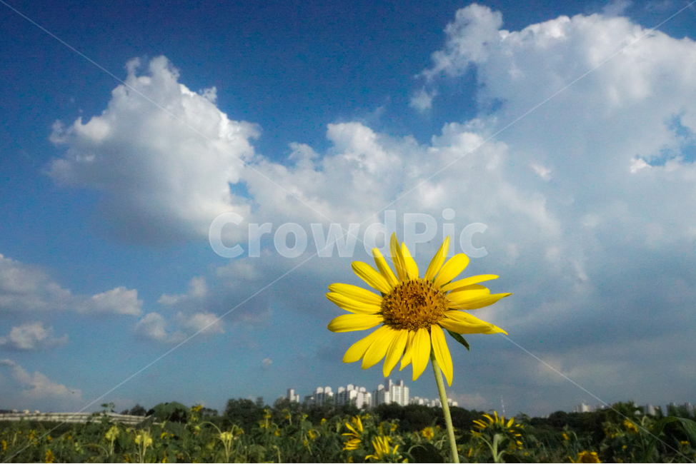 해바라기,꽃,식용,견과류,하늘,구름,해바라기밭,풍경,여름,계절,summer,season,가을,fall,autumn,식물,자연,plants,nature,꽃,flower,plant,blossom