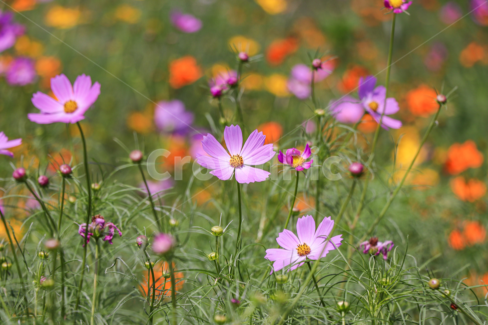 식물,꽃,코스모스,가을,geranium,plant,blossom,flower,식물,자연,plants,nature,꽃,flower