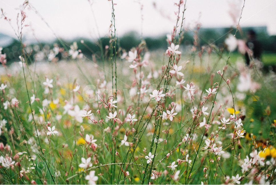 꽃,자연,들꽃,들풀,필름,필름사진,wildflower,film,flower