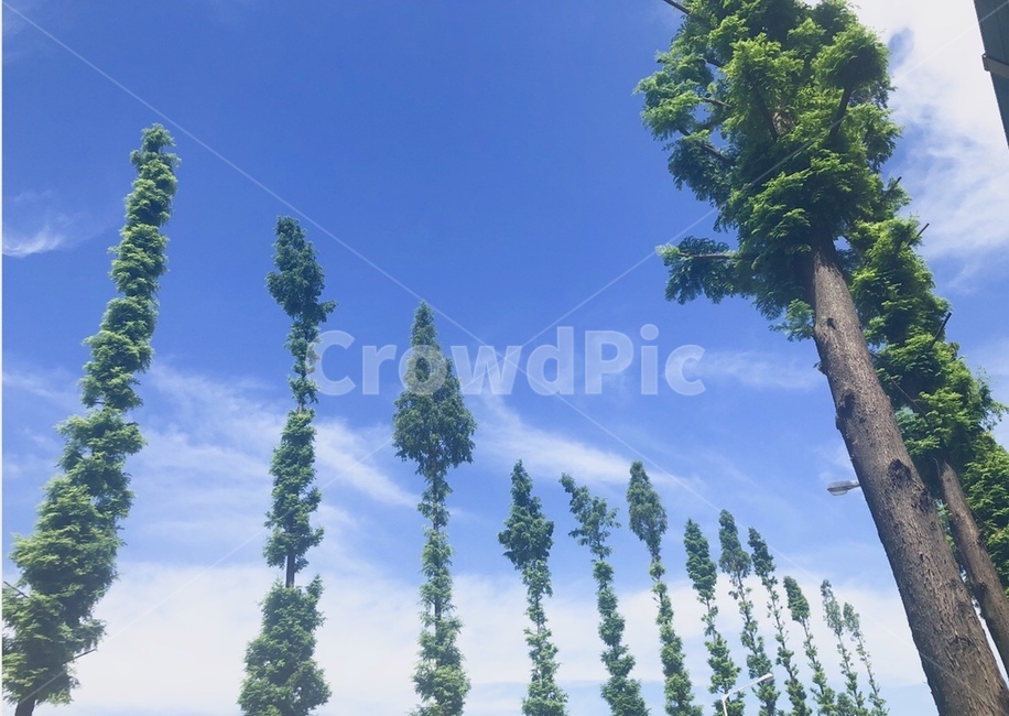 가을하늘,하늘,외국,나무,가지치기,자연,풍경,nature,landscape,식물,plants,나무,trees,wood,tree,plant