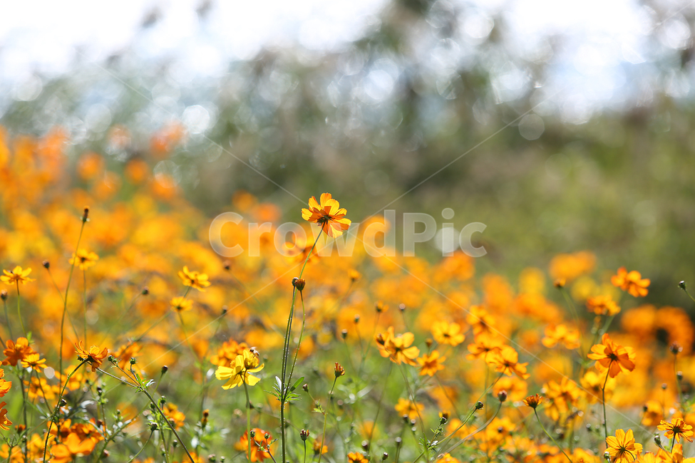 물의정원,황하코스모스,노랑코스모스,노랑,꽃,flower,yellow,cosmos,yellowcosmos,가을,계절,fall,autumn,season,식물,자연,plants,nature,꽃,flower,grassland,목초지,field,들,outdoors,옥외