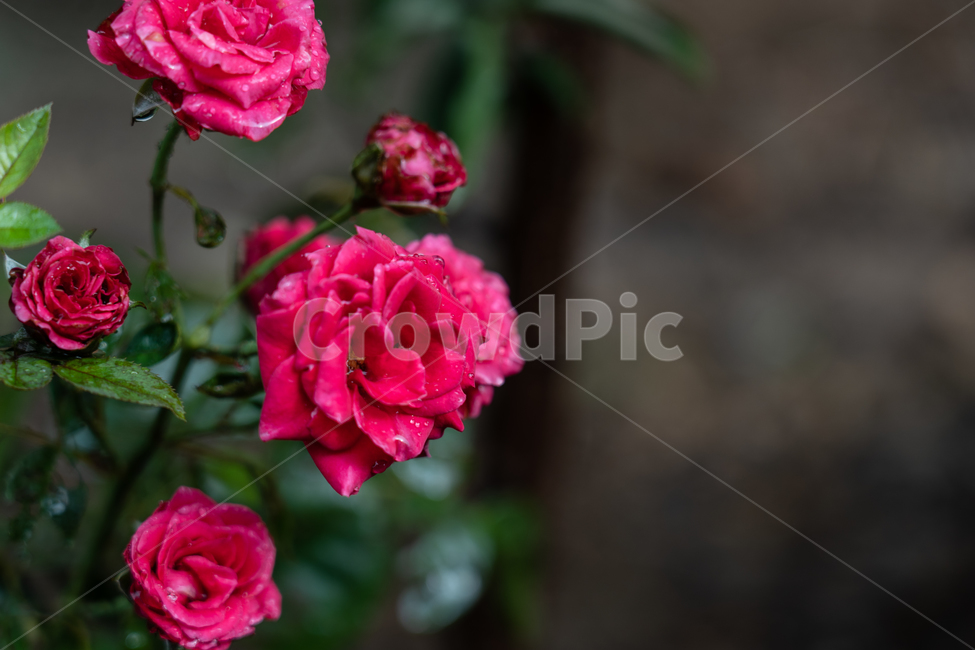 꽃,flower,식물,botanical,nature