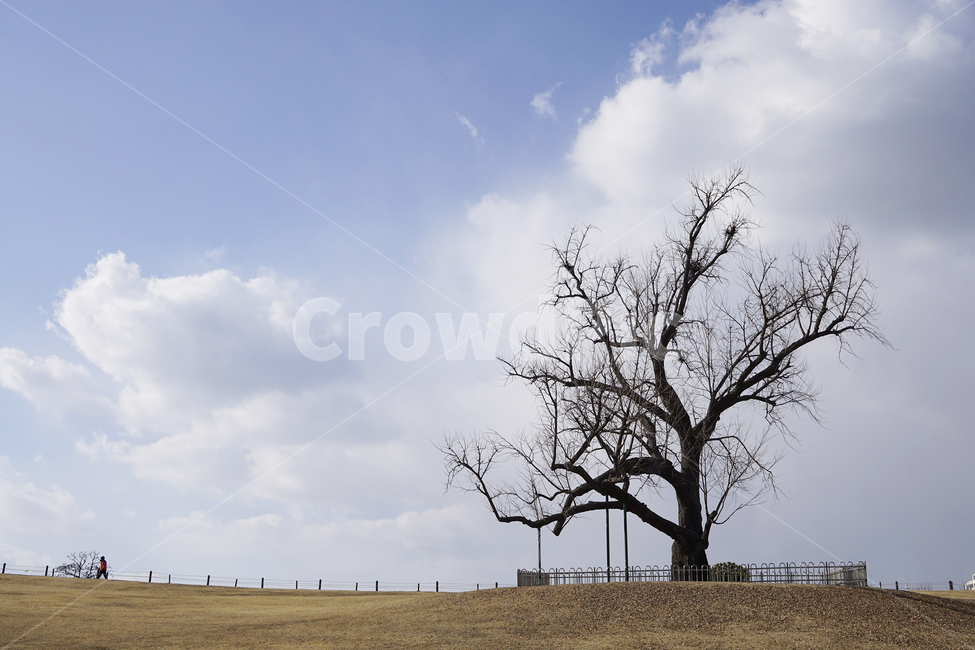 나무,풍경,겨울,자연,tree,winter,nature,naturescape,자연,풍경,nature,landscape,식물,plants,나무,trees,wood,plant,savanna,대초원,grassland,목초지,outdoors,옥외,field,들