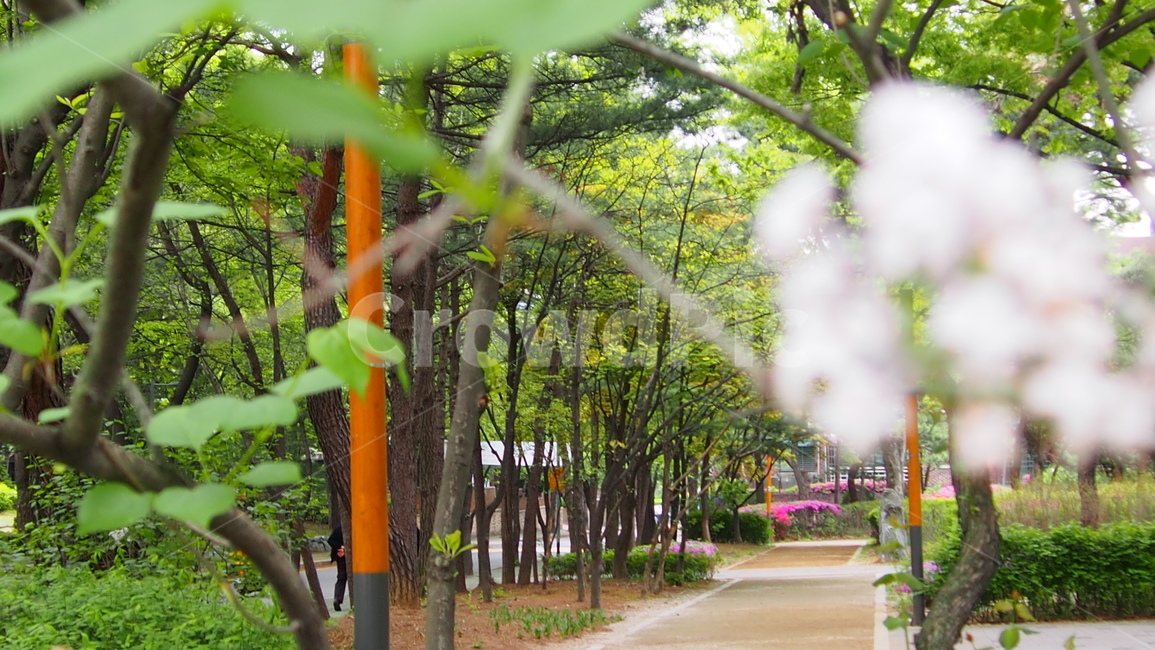 산책길,연초록,꽃,시원함여유,여유