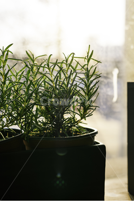 화분,화초,허브,풀,plant,herb,grass,식물,자연,nature,plants,창가,식물,자연,plants,nature,실내용화초,화분,화초,house plant,휴식,힐링,rest,relaxation,healing