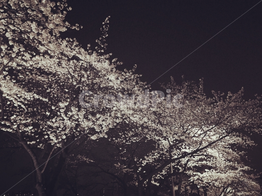 흑백,여의도,한강,벛꽃,야경,봄,계절,spring,season,야경,밤,풍경,nightscape,night,landscape,식물,자연,plants,nature,나무,trees,wood,흑백,모노톤,monochrome,black and white,plant