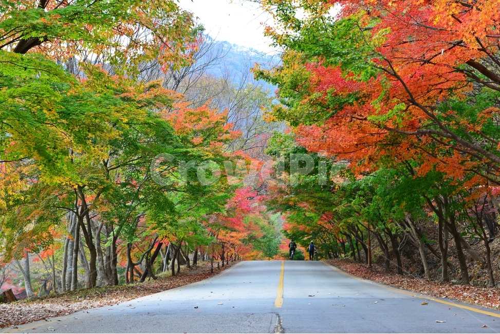 water,nature,자연,정읍,내장사,내장사가을,내장사길,아스팔트,outdoors,tree,나무,plant,식물,maple,단풍,leaf,잎,가을,계절,딘풍잎,추색,추경,경치,경관,픙경,가을,계절,fall,autumn,season