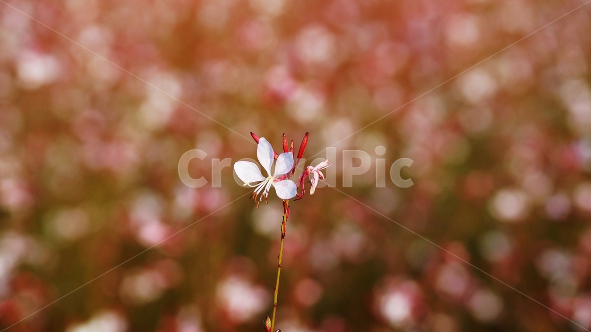 홍접초,가우라,꽃축제,식물,야생화,식물,자연,plants,nature,꽃,flower