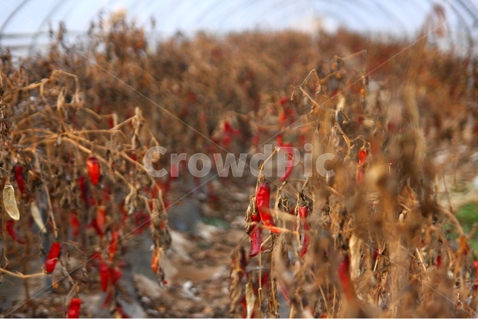 겨울,고추,농사,가뭄,수확,겨울,계절,winter,season,식물,자연,plants,nature,채소,야채,vegetables