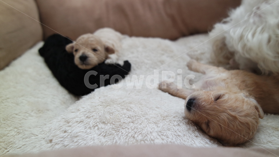 강아지,푸들,dog,개린이,쿠션위강아지,동물,animal,포유류,mammal,개,강아지,dog,doggy