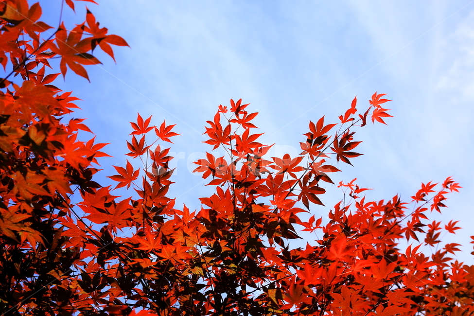 나뭇잎,하늘,단풍,빨간,단풍잎,가을,가을하늘,배경,가을,계절,fall,autumn,season,식물,자연,plants,nature,plant,leaf,잎,tree,나무,maple
