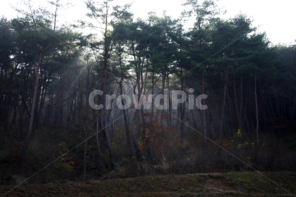 나무,식물,plant,소나무,숲,빛,자연,풍경,nature,landscape,tree,light,flare,플레어