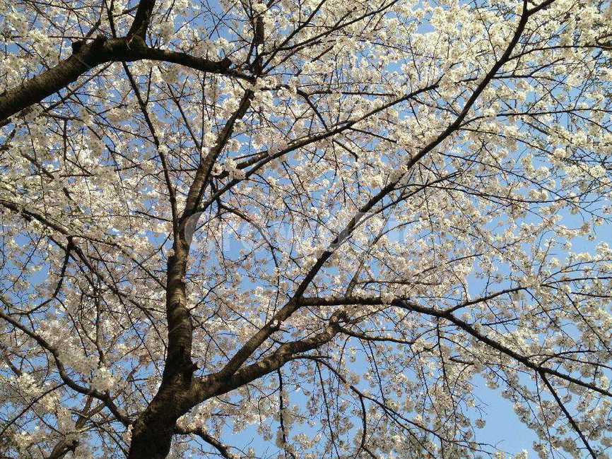 plant,식물,flower,꽃,cherryblossom,벚꽃,blossom,식물,자연,plants,nature,꽃,flower