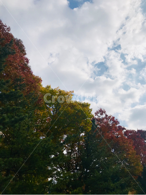 가을,단풍,하늘,구름,높은하늘,가을,계절,fall,autumn,season,자연,풍경,nature,landscape,tree,나무,plant,식물