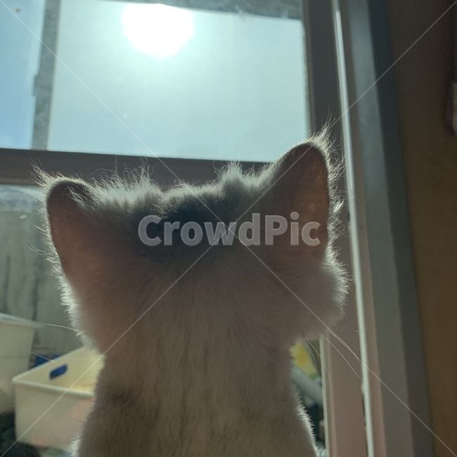 고양이,동물,광합성,포유류,반려동물,cat,animal