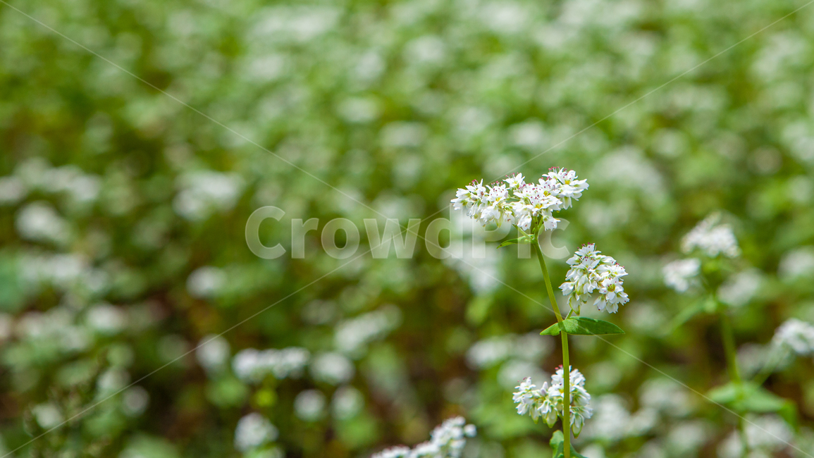 가을,메밀꽃,메밀,꽃,꽃밭,자연,환경,한국,야외,근접,접사,식물