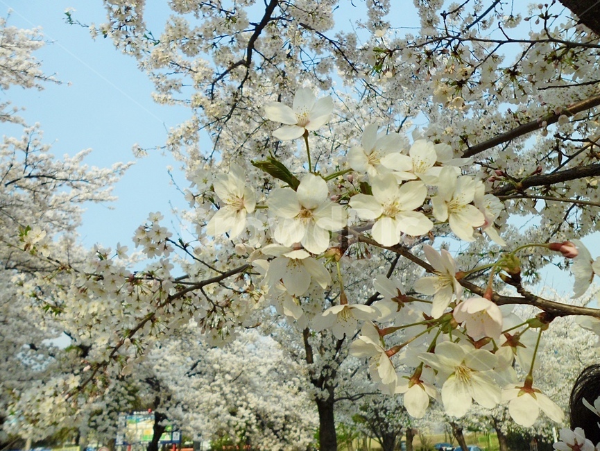 꽃,봄,벚꽃,식물,나무,소풍,나들이,flower,cherryblossom,plant,picnic,tree,spring