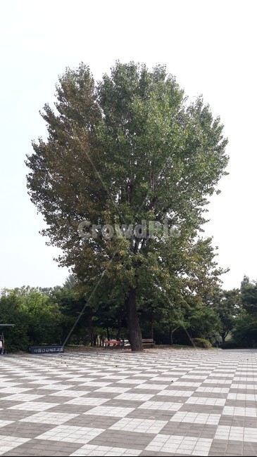 공윈,plant,식물,tree,나무,treetrunk,나무줄기,바닥,무늬,초록색,낙엽,자연,nature