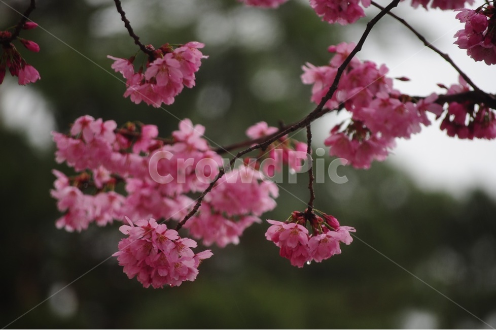 윤중로,붉은벚꽃,왕벚꽃,벚꽃,꽃비,봄,계절,spring,season,식물,자연,plants,nature,꽃,flower,plant,blossom