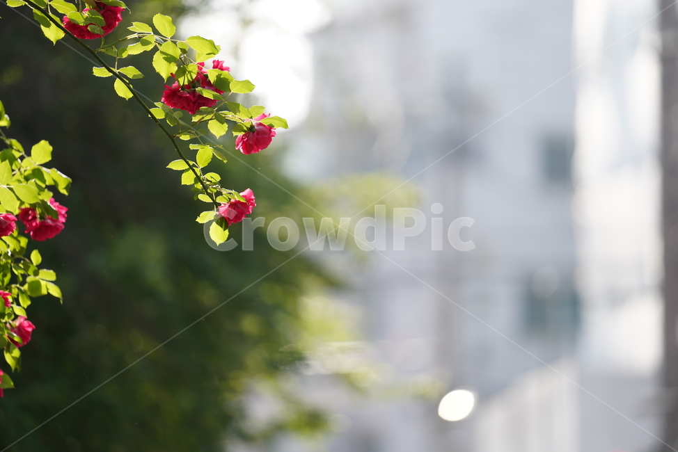장미,로즈,꽃,잎,색감,컬러,레드,red,rose,플라워,생물,식물