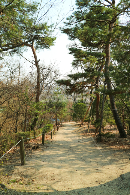 길,등산로,산책로,나무,숲,숲길,울타리,등산,산책,운동,건강,산림욕,자연,풍경,nature,landscape,tree,plant,식물