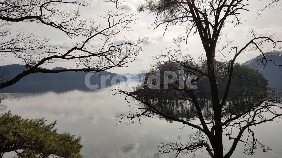 대청호,대청댐,호수,담수호,경치,풍경,수변공원,청남대,plant,식물,tree,나무,nature,자연,treetrunk,나무줄기