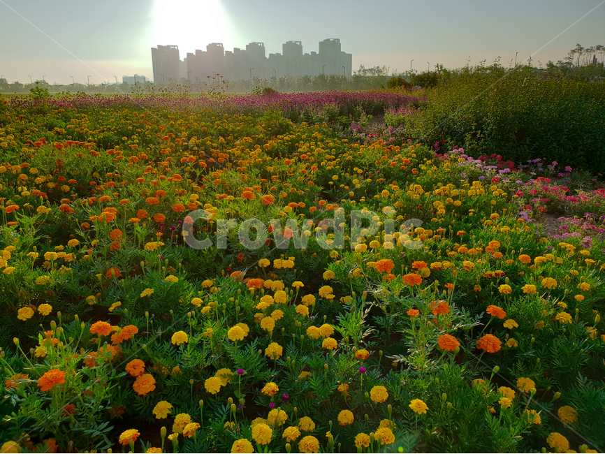 꽃,서광,풍경,빛,자연,자연,풍경,nature,landscape,도시,city,plant,식물,grassland,목초지,outdoors,옥외,field,들,rural,농촌,farm,농장,meadow