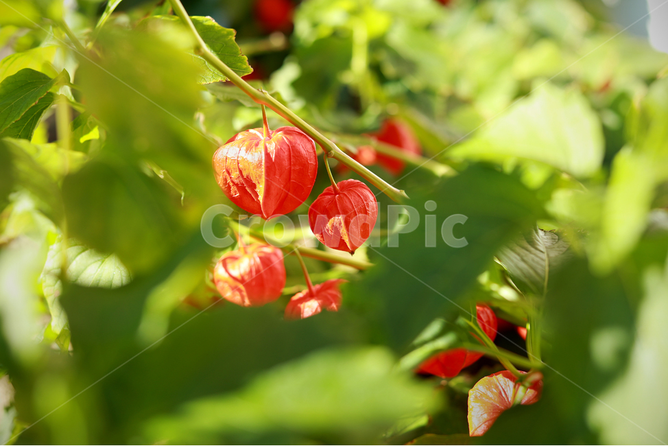 꽈리,가을,열매,자연,식물,식물,자연,plants,nature,과일,열매,fruit
