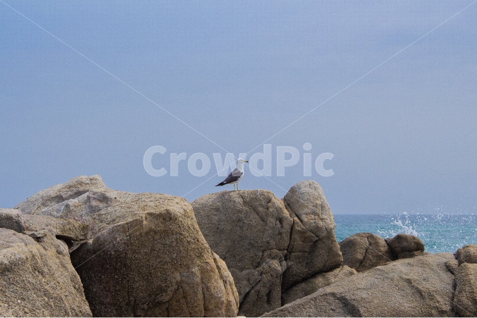 animal,동물,bird,새,갈매기,seagull,바다,see,파도