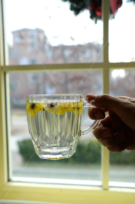 국화차,차,tea,티,꽃차,사람,인물,인간,human,person,신체일부,몸,body,음료수,drink,beverage