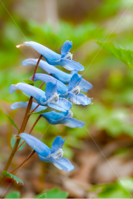 봄,꽃,아름다움,접사,야생화,봄,계절,spring,season,식물,자연,plants,nature,꽃,flower,plant,blossom,iris,아이리스
