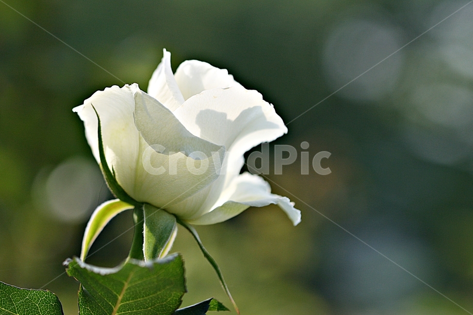 장미,봄,식물,축제,고백,공원,식물,자연,plants,nature,꽃,flower