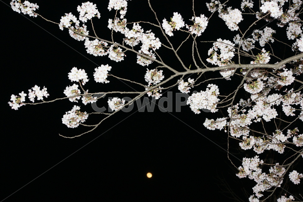 벚꽃,달밤,월명공원,밤나들이,봄,봄,계절,spring,season,야경,밤,풍경,nightscape,night,landscape,plant,식물,flower,꽃,blossom