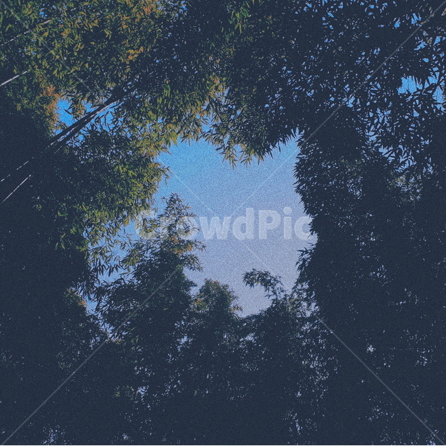 대나무숲,숲,하늘,숲속,몽환,색감,자연,풍경,nature,landscape,감성,sensible,feeling,tree,나무,plant,식물,fir,전나무
